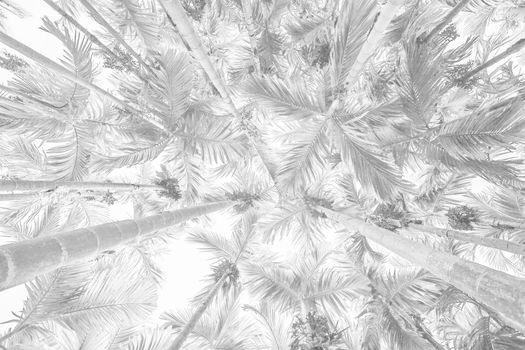 White background texture of palm trees