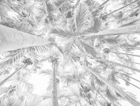 White background texture of palm trees