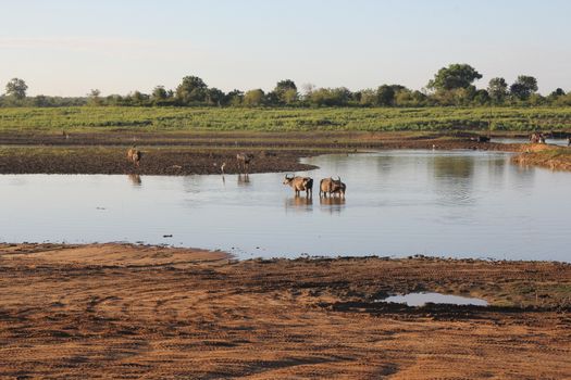 Small herd of wild buffalo resting in water, Uda Walawe
