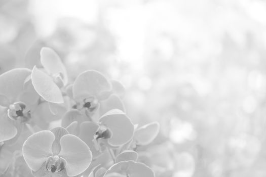 White background texture of flowers