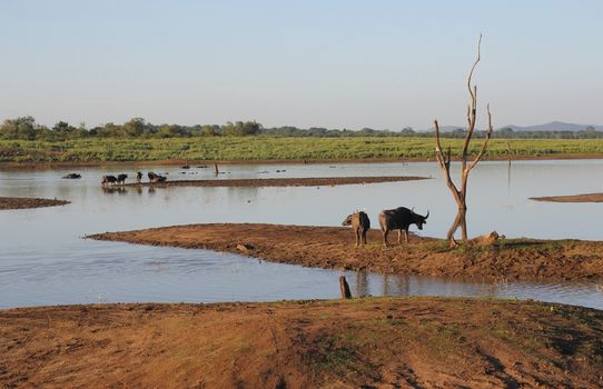 Small herd of wild buffalo resting in water, Uda Walawe