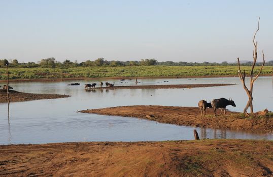 Small herd of wild buffalo resting in water, Uda Walawe