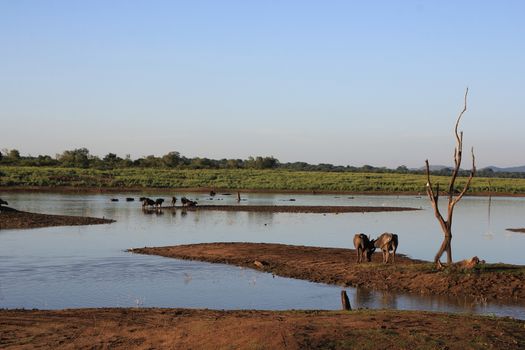 Small herd of wild buffalo resting in water, Uda Walawe