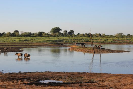 Small herd of wild buffalo resting in water, Uda Walawe