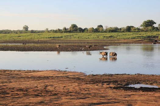 Small herd of wild buffalo resting in water, Uda Walawe