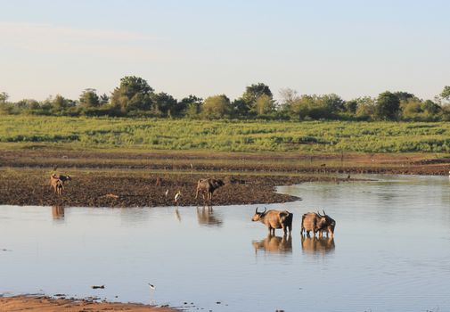 Small herd of wild buffalo resting in water, Uda Walawe