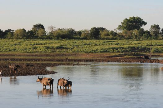 Small herd of wild buffalo resting in water, Uda Walawe