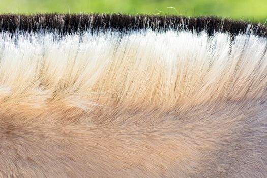 Detail, Beautiful mane of a small horse, pony.