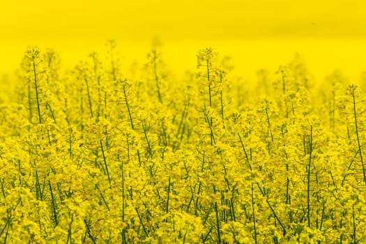 Blooming canola field with beautiful blue sky in the background.
Symbolizing green energy.