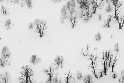 The forest in the winter. Georgia mountains.