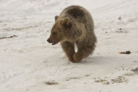 Domestic bear kid on the snow in Georgia.