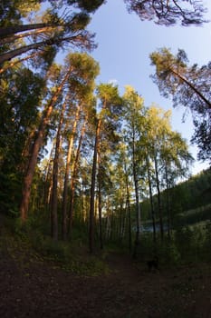 beautiful green forest in twilight. fisheye lens