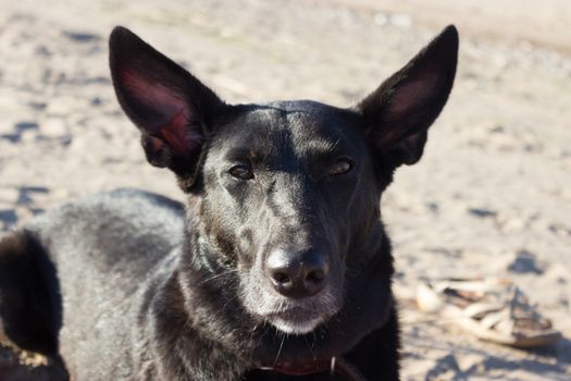 black happy dog standing at the beach