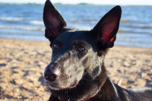 black happy dog standing at the beach