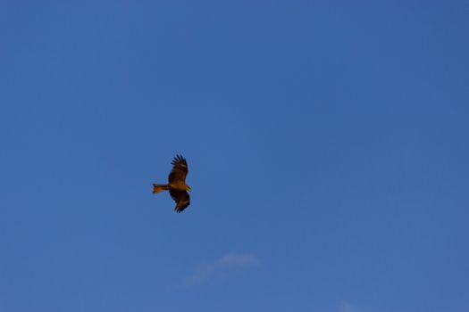 American bald eagle circling in the air