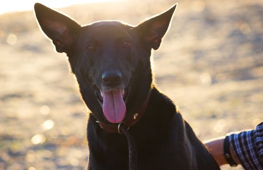 black happy dog standing at the beach