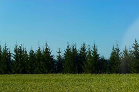 green valley fir trees and a blue sky