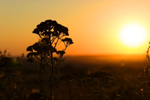 Cotton grass on a background of the sunset sky