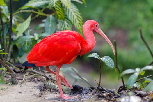 Close up of red bird scarlet ibis, selective focus.