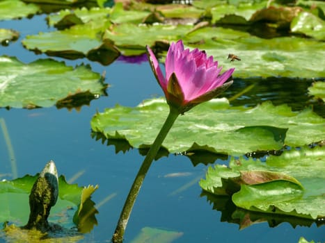 A Beautiful Pink Lotus, Pink Water Lily