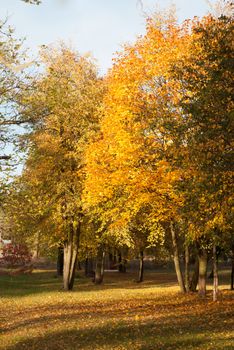 Colorful foliage in the autumn Park, yellow leaves, Golden time, welcome autumn