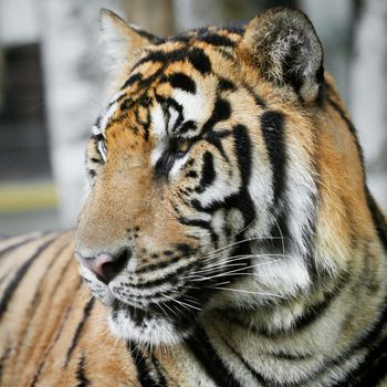 Bengal Tiger portrait close up view