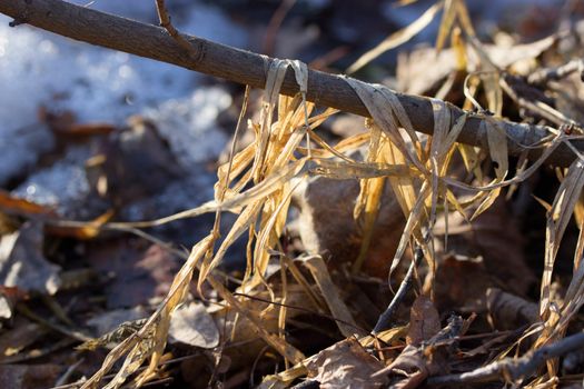 dry grass and a snowy field. close up