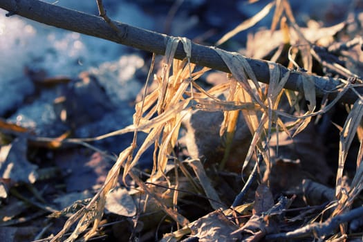 dry grass and a snowy field. close up