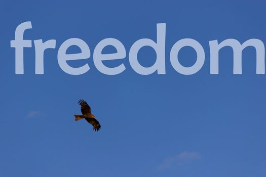 eagle in the blue sky. freedom word