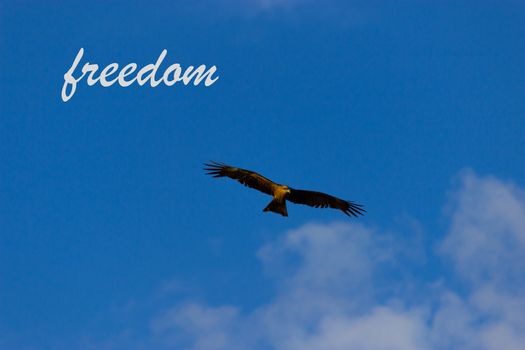 eagle in the blue sky. freedom word