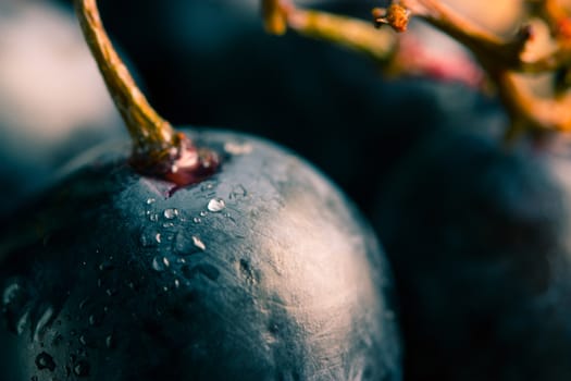 Red wine grapes with water drops. close toned