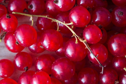 ripe red currant background. close up toned