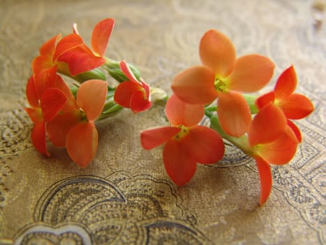 Orange Ixora flowers. Beautiful background