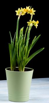 Bunch of Wild Yellow Daffodils with Buds in Green Flower Pot closeup Black and Blue Wooden background