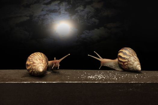 Two snails against the background of the night sky with the moon