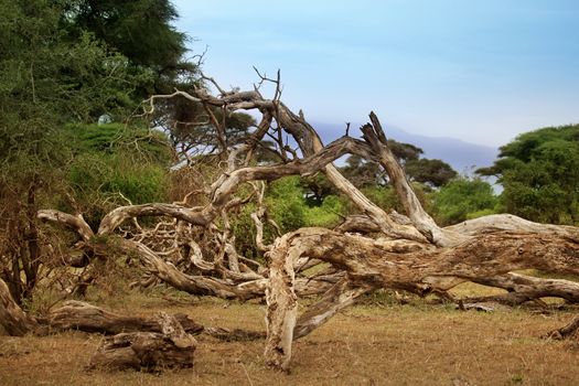 Dry tree in the shroud on the background of Kilimanjaro volcano