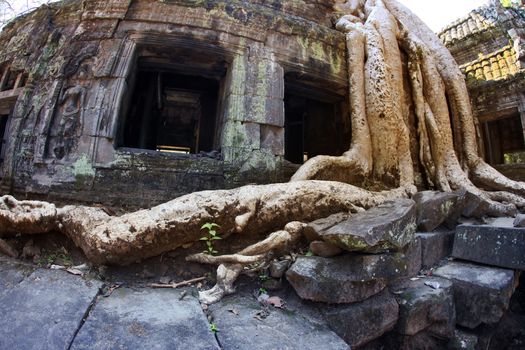 Jungle tree covering the stones of the temple of Ta Prohm in Angkor Wat, Siem Reap, Cambodia