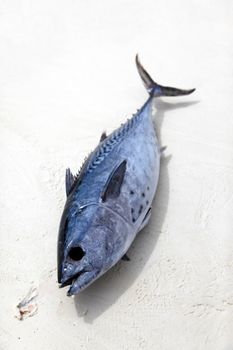 Freshly caught tuna in the sand. Zanzibar, Tanzania