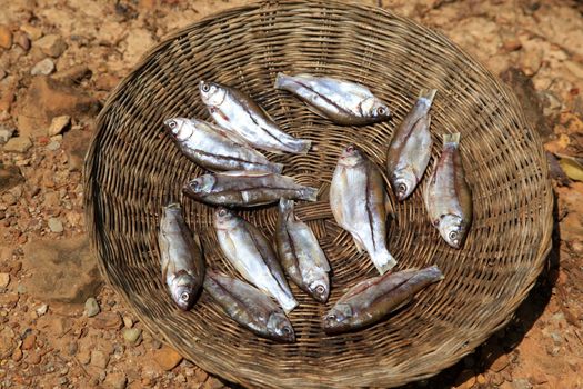 Traditional cooking of fish in Cambodia