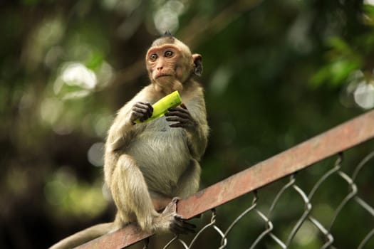 Portrait of the monkey. Cambodia
