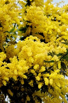 Beauty Yellow Lush Foliage Flowering Mimosa closeup Outdoors. Selective Focus