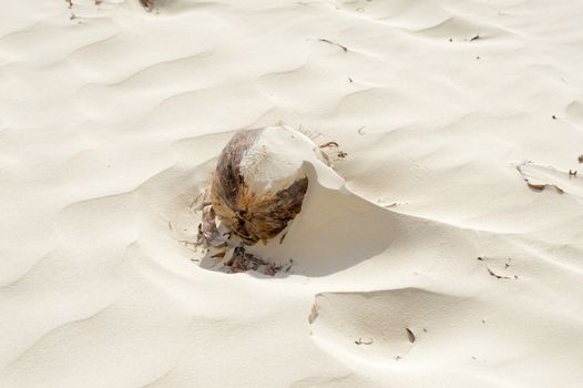 Coconut covered with fine sand by the wind on the beach of Bamburi in Kenya