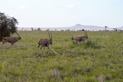 Three oryx grazing in the savanna of West Tsavo Park in Kenya