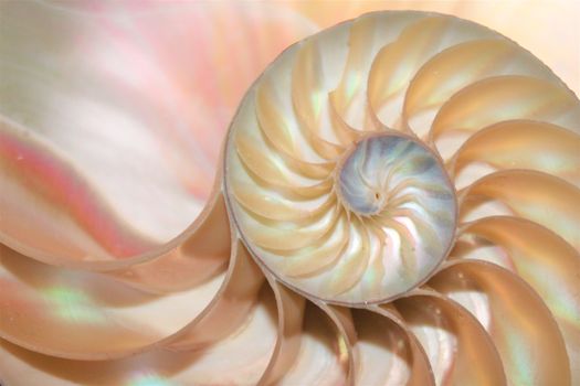 nautilus shell Fibonacci symmetry cross section spiral structure growth golden ratio 