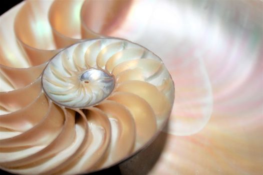 nautilus shell Fibonacci symmetry cross section spiral structure growth golden ratio 