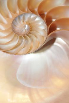 nautilus shell Fibonacci symmetry cross section spiral structure growth golden ratio 