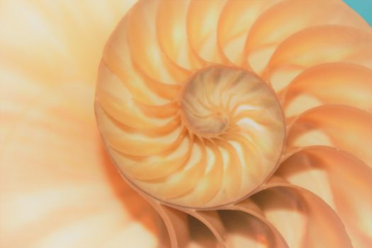 nautilus shell Fibonacci symmetry cross section spiral structure growth golden ratio 