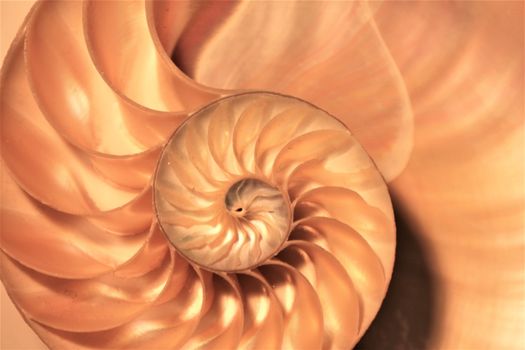 nautilus shell Fibonacci symmetry cross section spiral structure growth golden ratio 