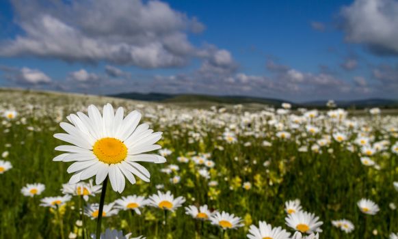 Chamomile on a bright sunny afternoon, on a background of the cloudy sky