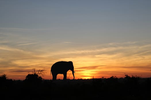 Dawn on the Savannah in a national Park, Sri Lanka